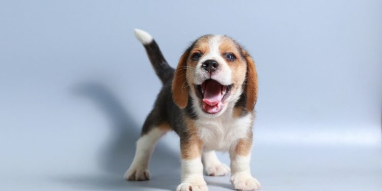 Comment habituer un chat à rester seul ?