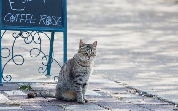 Est-ce que un chat revient toujours ?