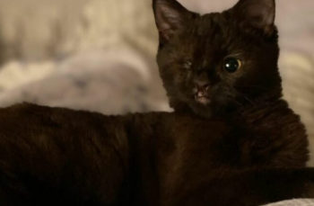 Est-ce qu'un chat ressent le manque ?