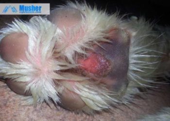Comment soigner une blessure à un coussinet d'un chien ?