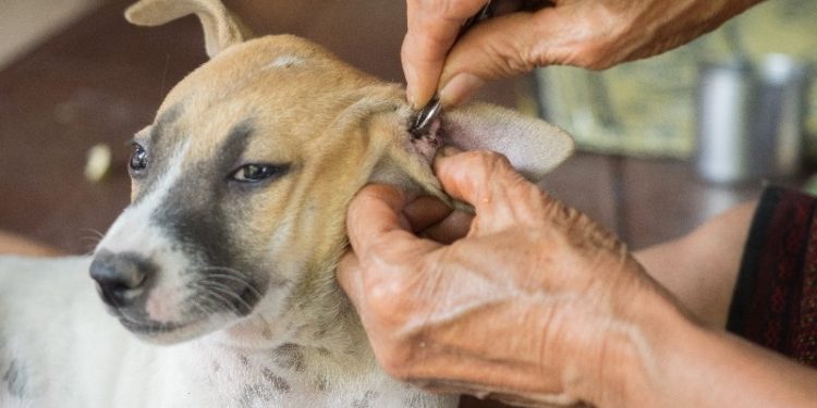 Comment soigner yeux chien ?