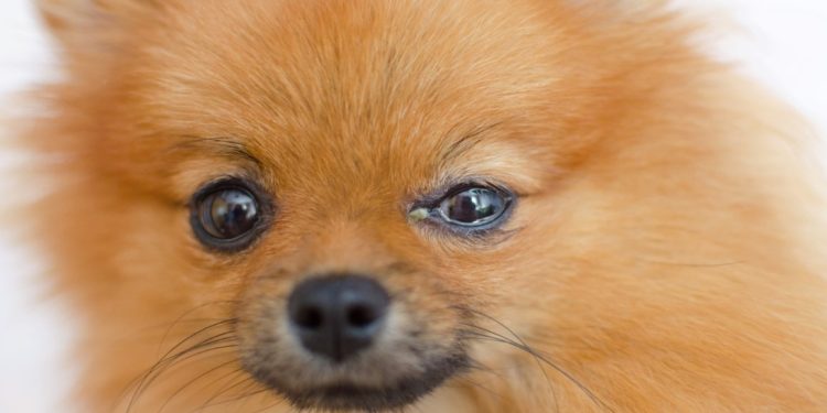 Comment reconnaître une conjonctivite chez le chien ?