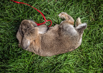 Comment faire pour que mon lapin se laisse porter ?