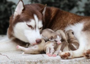 Quel âge pour séparer chiot sa mère ?