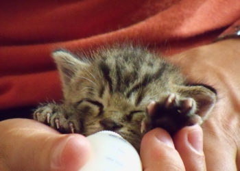 Comment nourrir un chaton de 6 semaines ?
