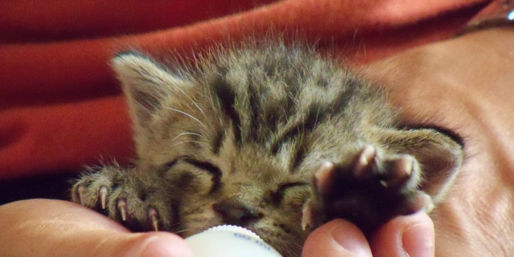 Comment nourrir un chaton de 6 semaines ?