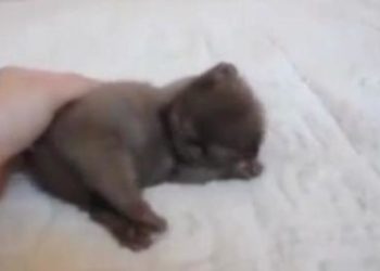 Quand Peut-on toucher un chaton qui vient de naître ?