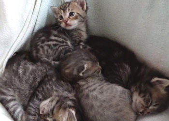 Quand Peut-on avoir des chatons ?