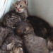 Quand Peut-on avoir des chatons ?