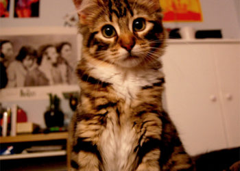 Quel vermifuge pour chaton 3 semaines ?