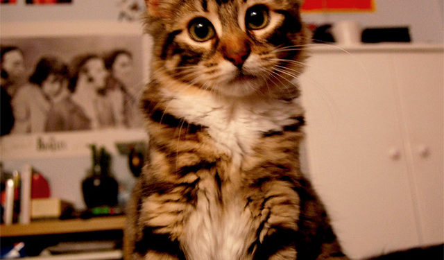 Quel vermifuge pour chaton 3 semaines ?