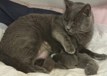 Où mettre des chatons qui viennent de naître ?