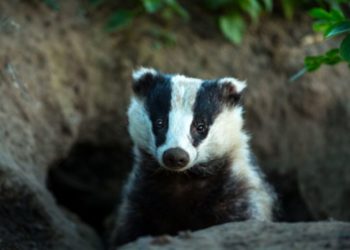 Pourquoi les chasseurs tuent les blaireaux ?