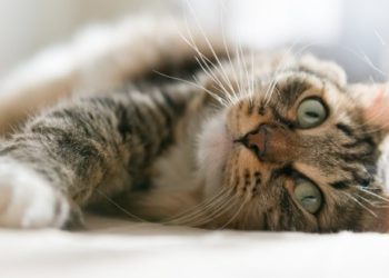 Quels sont les symptômes d'un chat constipé ?