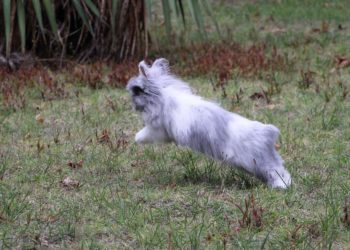 Quand sortir son lapin dehors ?