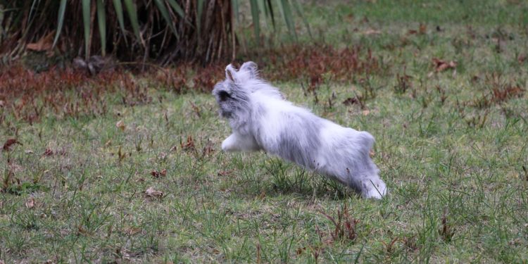 Quand sortir son lapin dehors ?