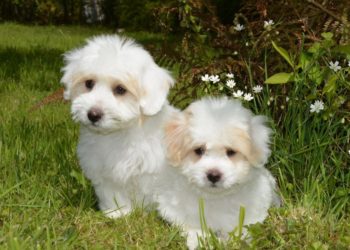 Ou adopter un chiot ?