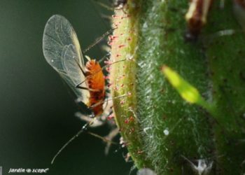Quels sont les prédateurs du scarabée ?