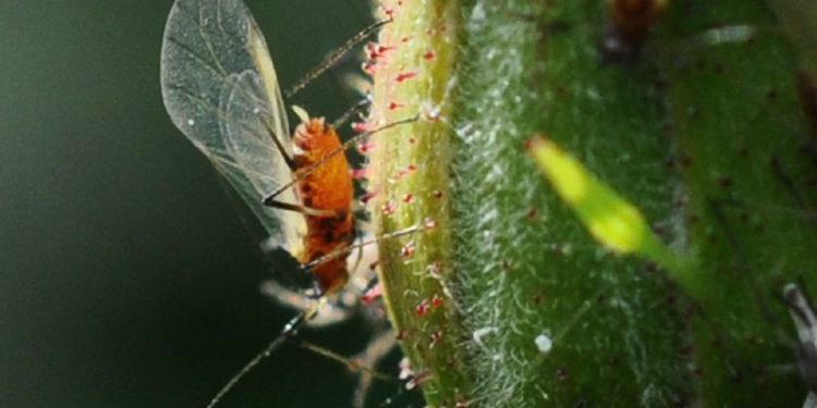 Quels sont les prédateurs du scarabée ?