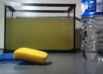 Quand nettoyer le filtre de mon aquarium ?