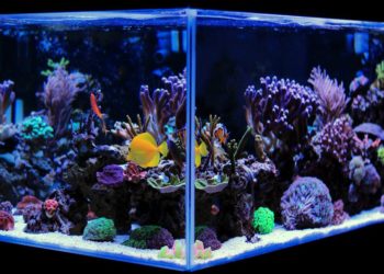 Où mettre la ouate dans l'aquarium ?