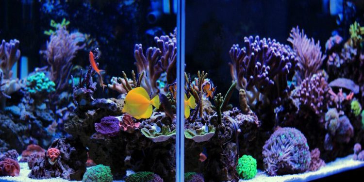 Où mettre la ouate dans l'aquarium ?