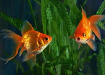 Quelle est la durée de vie d'un poisson combattant ?