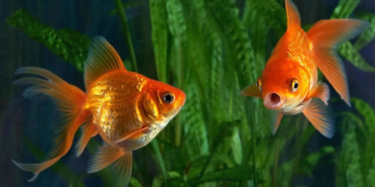 Quelle est la durée de vie d'un poisson combattant ?