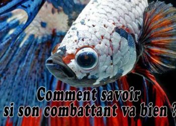 Comment savoir si un combattant est heureux ?