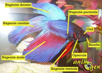 Comment s'amuser avec son poisson combattant ?