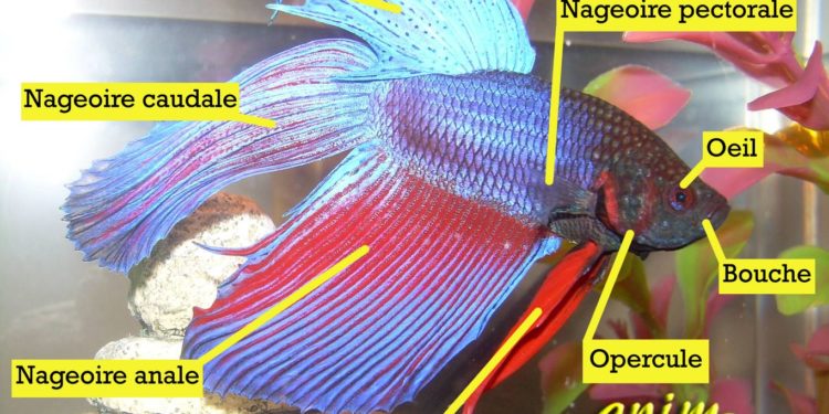 Comment s'amuser avec son poisson combattant ?