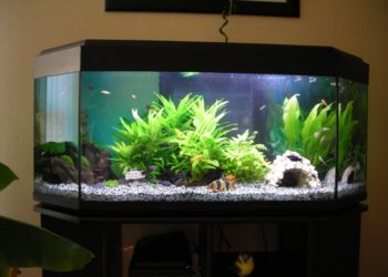 Quel gravier pour aquarium eau douce ?