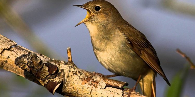 Pourquoi le rossignol chante toute la nuit ?