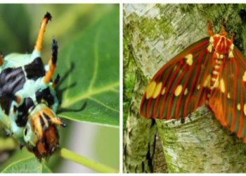 Quelle chenille ne se transforme pas en papillon ?