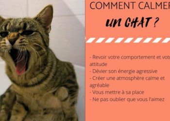 Comment calmer les hormones d'un chat ?