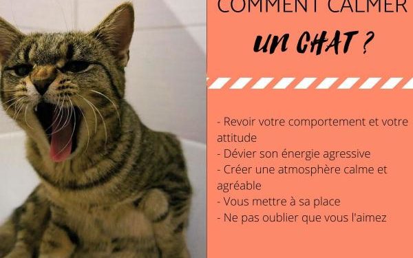 Comment calmer les hormones d'un chat ?