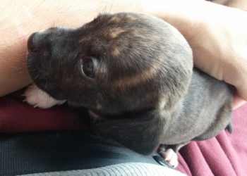 Comment nourrir un chiot de 3 semaines ?