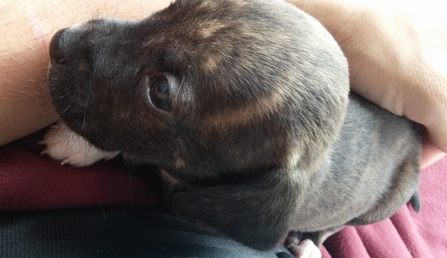 Comment nourrir un chiot de 3 semaines ?