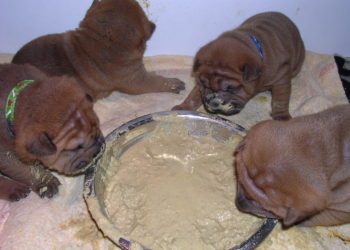 Comment faire de la bouillie pour chiot ?