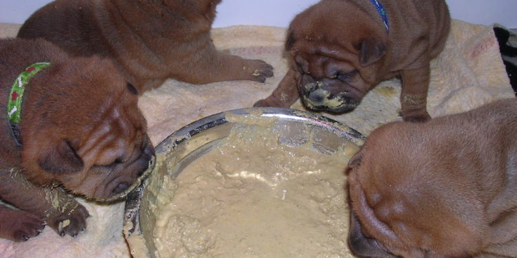 Comment faire de la bouillie pour chiot ?