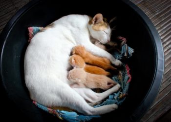 Pourquoi ma chatte ne veut plus allaiter ses chatons ?