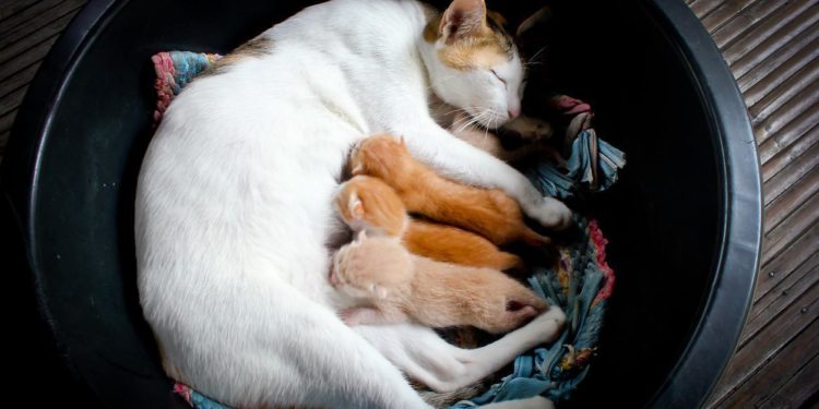 Pourquoi ma chatte ne veut plus allaiter ses chatons ?