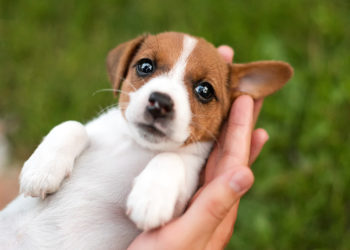 Comment accueillir un chiot de 2 mois ?