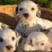 Puis-je sortir mon chiot de 2 mois ?