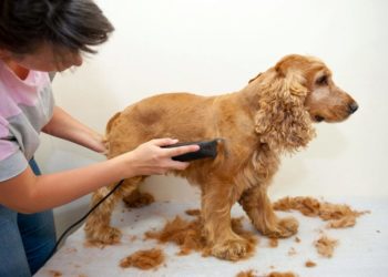 Comment couper les poils d'un Spitz ?