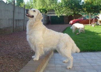 Quel chien Peut-on tondre ?