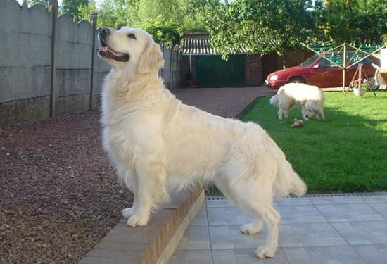 Quel chien Peut-on tondre ?