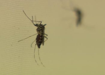 Quand meurent les moustiques ?