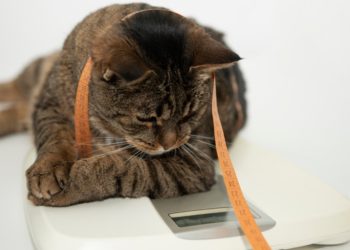 Quand nourrir chat après stérilisation ?