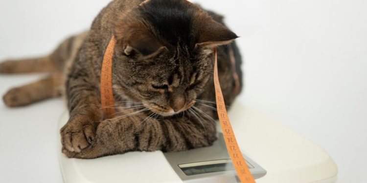 Quand nourrir chat après stérilisation ?